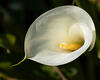 Sample image from gallery